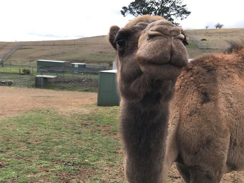 Taralga Wildlife Park - Phillip Island Accommodation 1