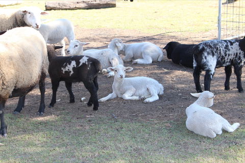 Haigslea EWE Nique Hobby Farm - Phillip Island Accommodation 1