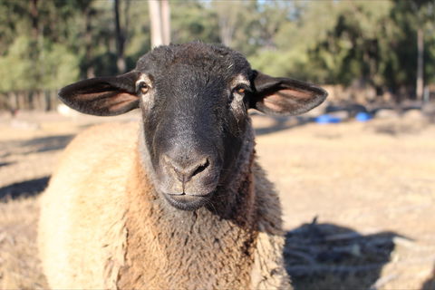 Haigslea EWE Nique Hobby Farm - Phillip Island Accommodation 2