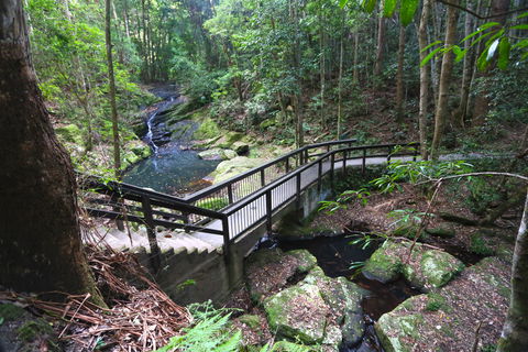 Kondalilla Falls Circuit, Kondalilla National Park - Phillip Island Accommodation 2