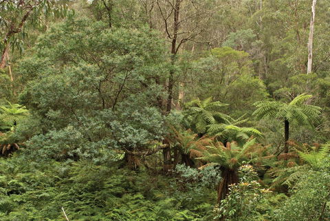 Lind National Park - Phillip Island Accommodation 0