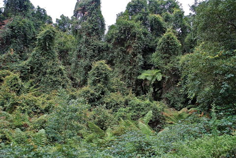 Lind National Park - Phillip Island Accommodation 1