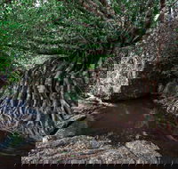 Misty Mountains Wilderness Tracks - Phillip Island Accommodation