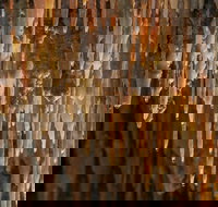 Mulwaree Cave - Phillip Island Accommodation