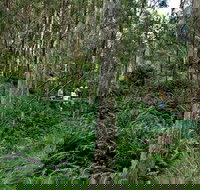 Nature Walking Track - Phillip Island Accommodation