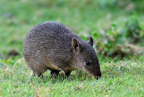 Warrawong Wildlife Sanctuary - Phillip Island Accommodation 1