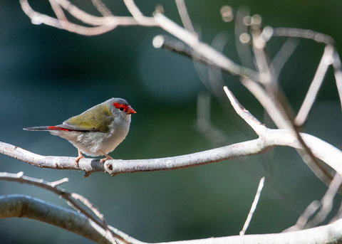 Warrawong Wildlife Sanctuary - Phillip Island Accommodation 2