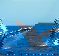Whale Watching on Keswick Island - Phillip Island Accommodation