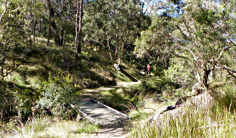 Wollomombi Walking Track - Phillip Island Accommodation 0