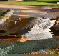 Wombat Statues Moonta - Phillip Island Accommodation