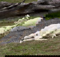 Yarra Valley Nocturnal Zoo - Phillip Island Accommodation