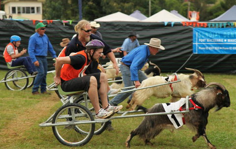 Comboyne - Phillip Island Accommodation 0
