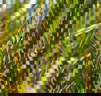 De Kerrilleau picnic area - Phillip Island Accommodation