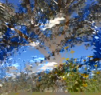 Euroa Arboretum - Phillip Island Accommodation
