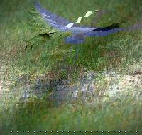 Germein Reserve - Phillip Island Accommodation