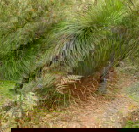 Grass Tree Circuit - Phillip Island Accommodation