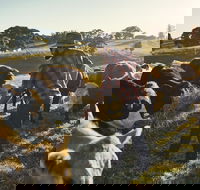 Hinterland Full Day Self Drive Tour - Phillip Island Accommodation