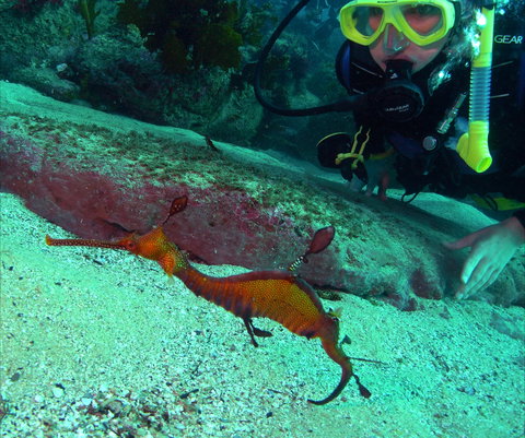 Merimbula Divers Lodge - Phillip Island Accommodation 2