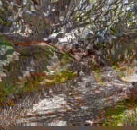 Middle Lagoon Walking Track - Phillip Island Accommodation