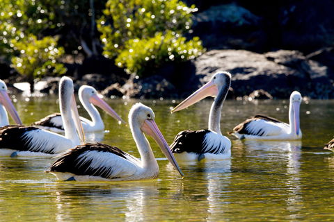 Snorkel Hat Head Creek - Phillip Island Accommodation 2