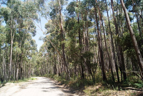 Alfred National Park - Phillip Island Accommodation 2