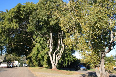 Anzac Avenue Memorial Trees, Beerburrum - Phillip Island Accommodation 0
