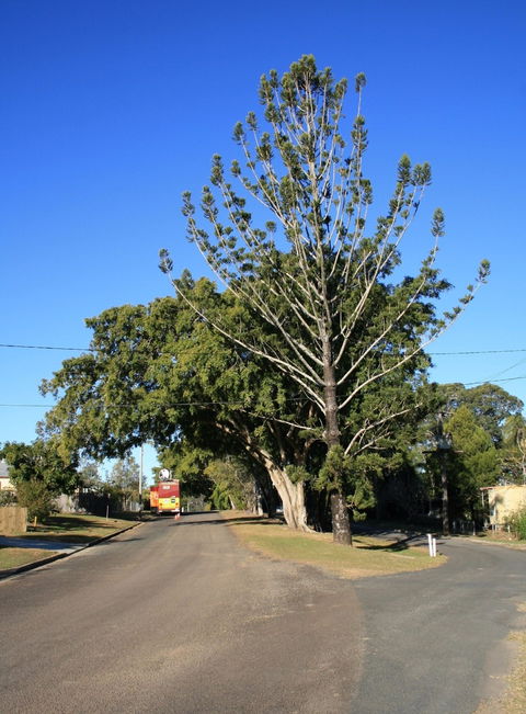 Anzac Avenue Memorial Trees, Beerburrum - Phillip Island Accommodation 1