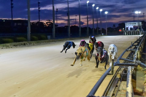 Cranbourne Greyhound Racing Club - Phillip Island Accommodation 1