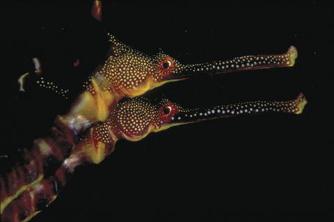 Eagle Rock Marine Sanctuary - Phillip Island Accommodation 0