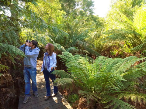 Endeavour Fern Gully Walks - Phillip Island Accommodation 0