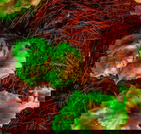 Ghost Mushroom Lane - Phillip Island Accommodation