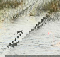 Little Llangothlin Picnic Area - Phillip Island Accommodation