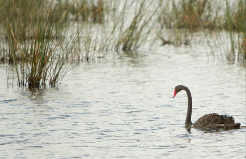 Little Llangothlin Picnic Area - Phillip Island Accommodation 0