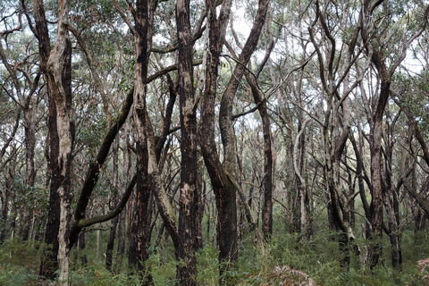 Lookout Hill  Circuit Walk - Phillip Island Accommodation 0