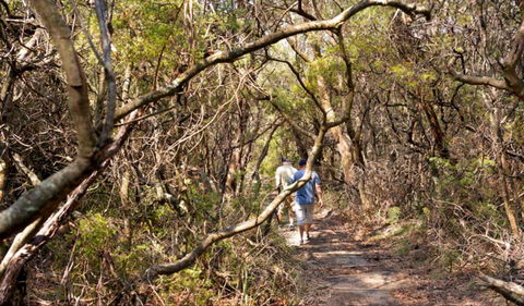 Lyrebird Dell Walking Track - Phillip Island Accommodation 0
