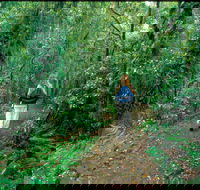 Mount Cougal Springbrook National Park - Phillip Island Accommodation