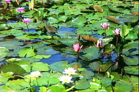 Mt Coot-tha Tourist Drive - Phillip Island Accommodation 1