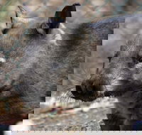 Peel Zoo - Phillip Island Accommodation