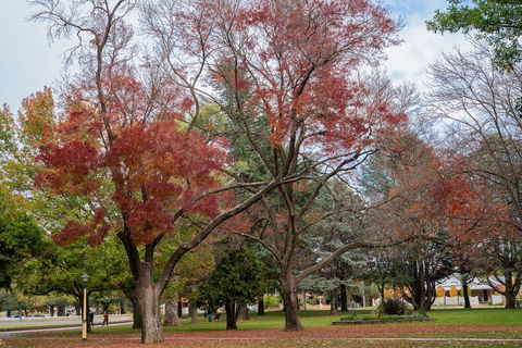 Queanbeyan Central Park - Phillip Island Accommodation 1