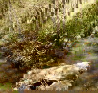 Sandy Creek Track - Phillip Island Accommodation