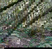 Summit Walking Track Mount Hyland Nature Reserve - Phillip Island Accommodation