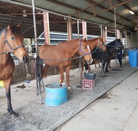 The Equine Club