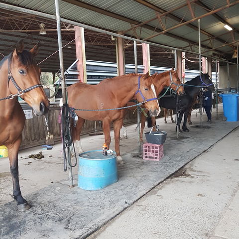 The Equine Club - Phillip Island Accommodation 0