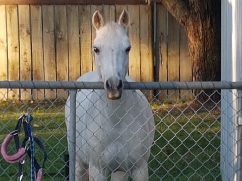 The Equine Club - Phillip Island Accommodation 2