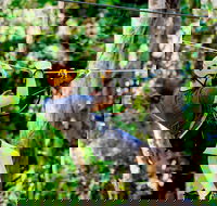 TreeTop Challenge Currumbin Wildlife Sanctuary - Phillip Island Accommodation