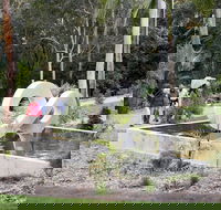 Maroochy Regional Bushland Botanic Garden - Phillip Island Accommodation