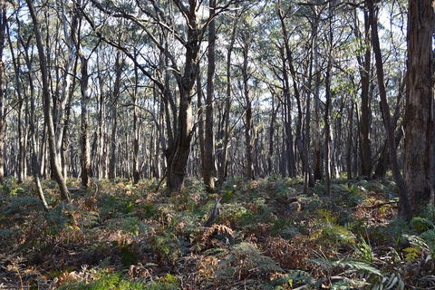 Six Foot Track - Phillip Island Accommodation 3