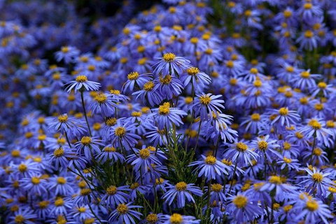 Blue Mountains Botanic Garden And Bilpin Tour From Katoomba With Cider Tasting - Phillip Island Accommodation 3