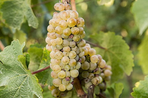 Bathurst Wine Trail Full-Day Private Tour With Tastings - Phillip Island Accommodation 8