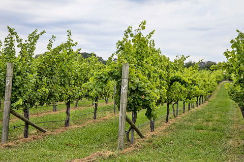 Bathurst Wine Trail Full-Day Private Tour With Tastings - Phillip Island Accommodation 10